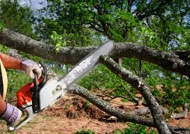 Reliable Oglethorpe, GA Tree Removal Solutions